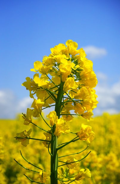 油菜